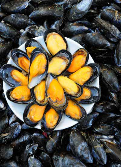 活藍青口 (Live Blue mussels)