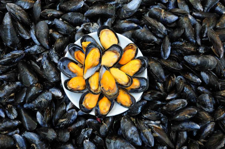 活藍青口 (Live Blue mussels)