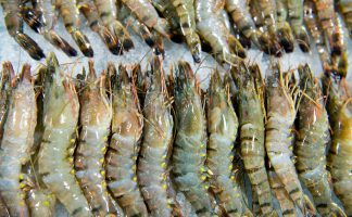 Raw Tiger Prawn Freshness