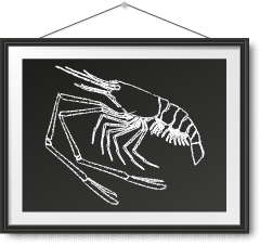 急凍越南大頭蝦 Frozen Vietnam Giant River Prawn Photo Frame