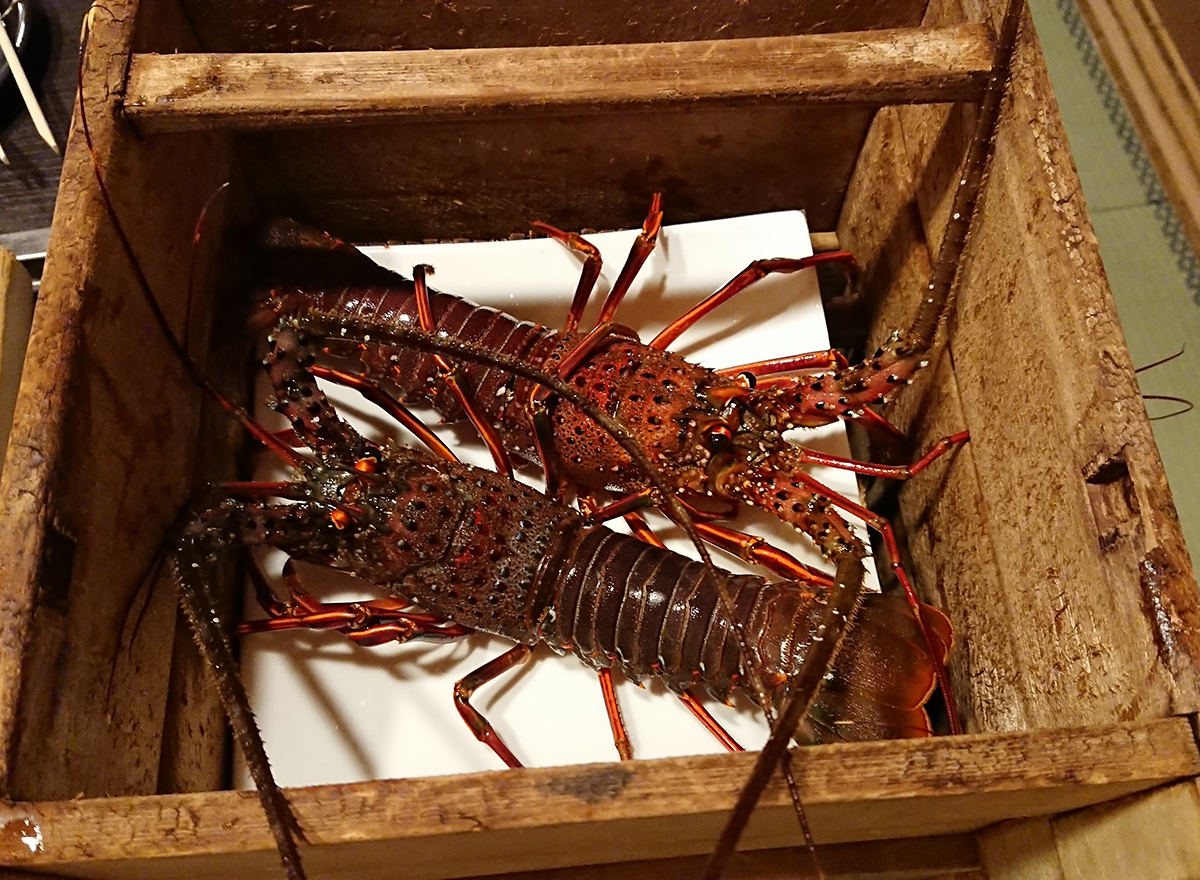 日本伊勢灣豪食最鮮伊勢龍蝦 - 必吃清蒸、刺身食法